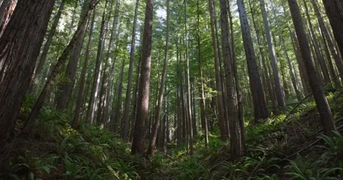 Sunlight beams through towering redwoods, casting long shadows across the Stock Footage 286870027