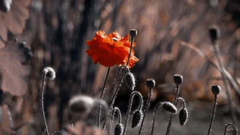 In the sunlight, a beautiful creation.Attractive, bright, red color. Stock Footage 98558683