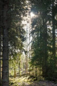 Sunlight in a beautiful forest Stock Photos