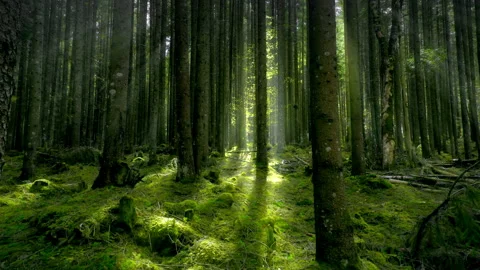 Sunlight in the beautiful mossy forest. Light rays break through pine tree Stock Footage 202600901
