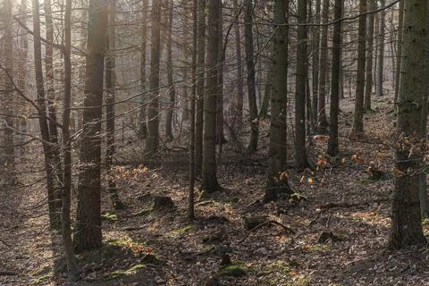 Sunlight in the beech forest. Early spring in the forest Stock Photos