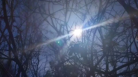 Sunlight behind branches Stock Footage 197546437