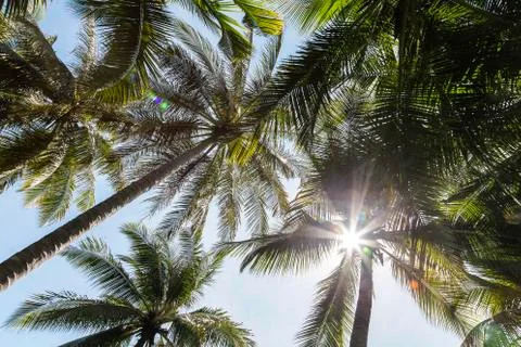 Sunlight behind coconut tree top at the island Stock Photos