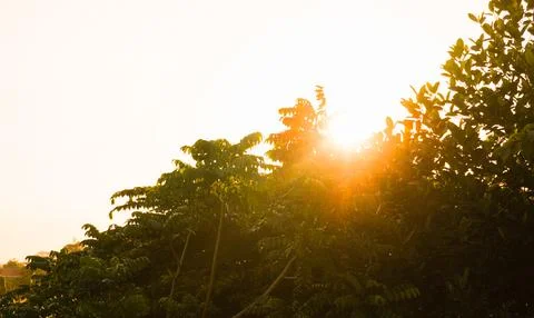 Sunlight from behind the leaves. epic concept background Stock Photos