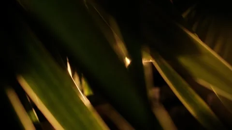 Sunlight Behind Leaves in Vietnam Stock Footage 316601078
