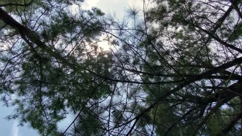 Sunlight behind the shady trees in a circular motion Stock Footage 276613608