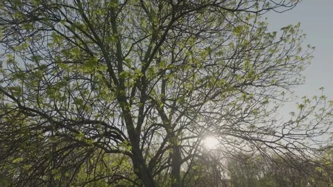 Sunlight behind the tree branches. Stock Footage 241488602