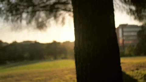 Sunlight behind the tree with defocused background Video stock 220523397