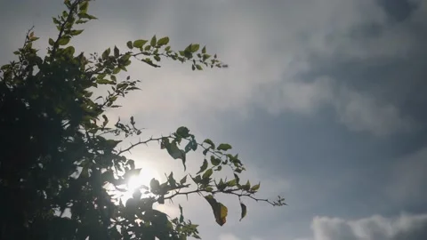 Sunlight behind the tree 库存影片 141916974