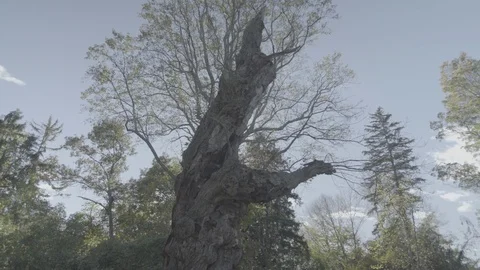Sunlight behind tree in front yard Stock Footage 91054783