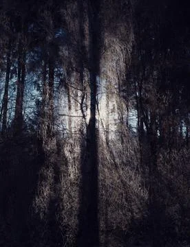 Sunlight behind tree Stock Photos