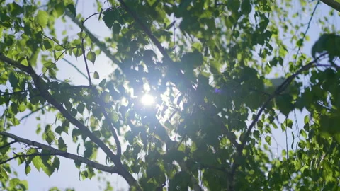Sunlight behind the trees in 4K Slow motion 60fps 스톡 동영상 158151168