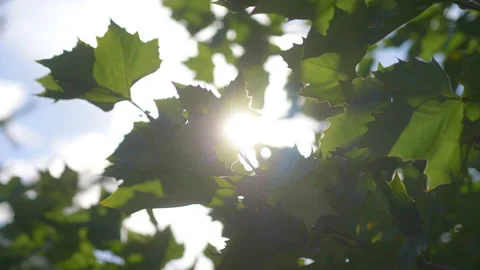 Sunlight behind the trees in 4K slow motion 60fps Stock Footage 236909032