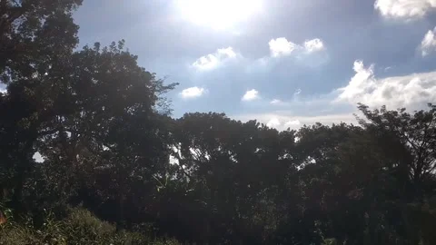 Sunlight Behind the Trees Vidéo 332602103