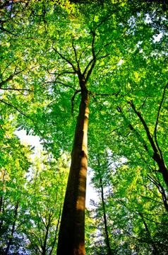 Sunlight being detectable in trees in the forest Stock Photos