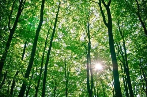 Sunlight being detectable in trees in the forest Stock Photos
