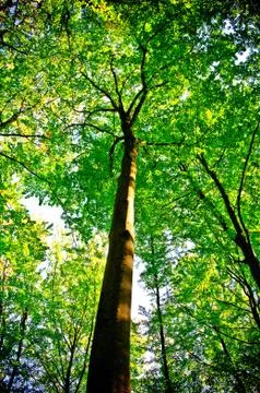 Sunlight being detectable in trees in the forest Stock Photos