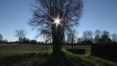 Sunlight between the branches of the tree. Stock Footage 130567428