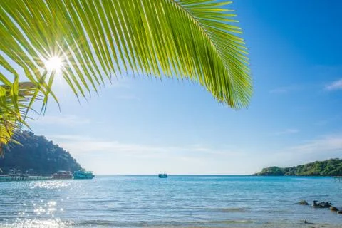 Sunlight between coconut leaf Stock Photos