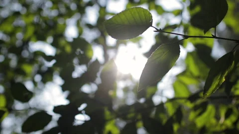 Sunlight Between Fresh Green Leaves Video stock 143643938