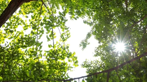 Sunlight between leaves Stock Footage 94025313