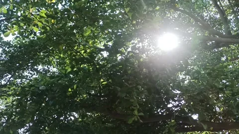 Sunlight between the leaves Stock Footage 233705516