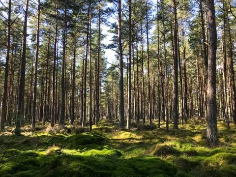 Sunlight between pine trees Stock Photos