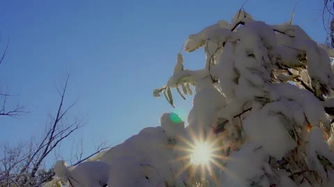 Sunlight between snowy branches Stock Footage 318541322