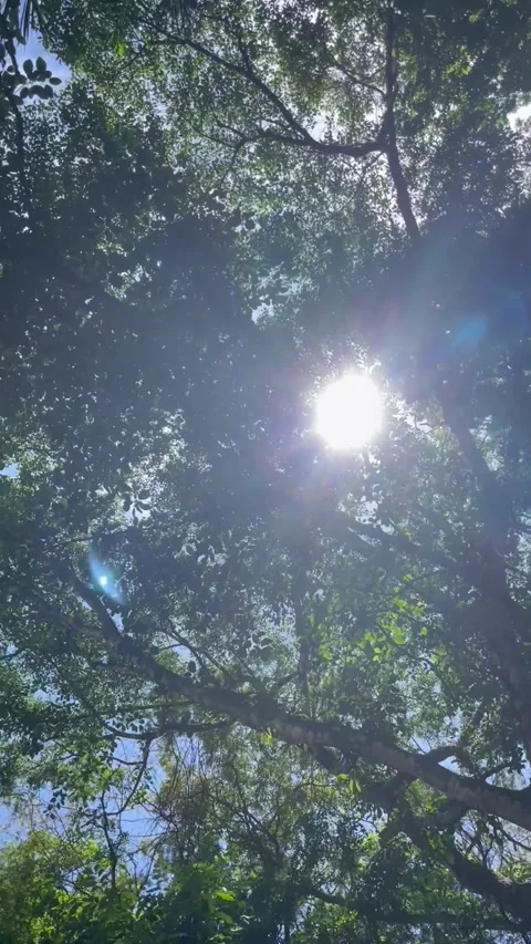 Sunlight between thees Stock Footage 320417953