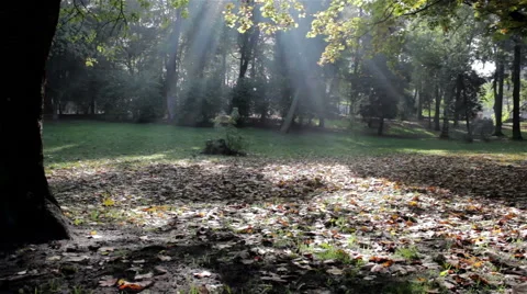 Sunlight between the trees Stock Footage 60762355