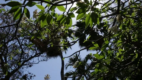Sunlight In Between Trees Stock Footage 104783802