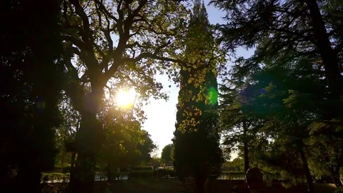 Sunlight between of trees. Stock Footage 147055207