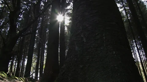Sunlight between trees in a forest Stock-Footage 23248982