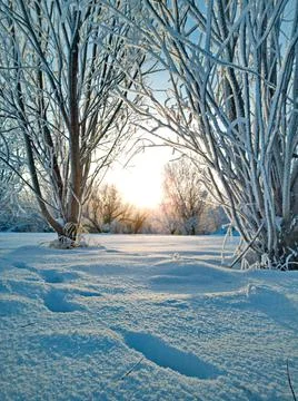 Sunlight between trees in the forest Stock Photos
