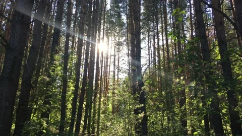 Sunlight between trees in the forest at sunset Stock Footage 135407199
