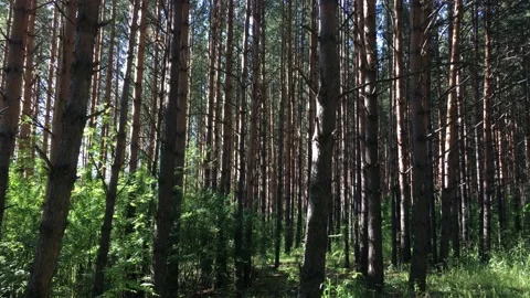 Sunlight between trees in the forest at sunset Stock Footage 135407201