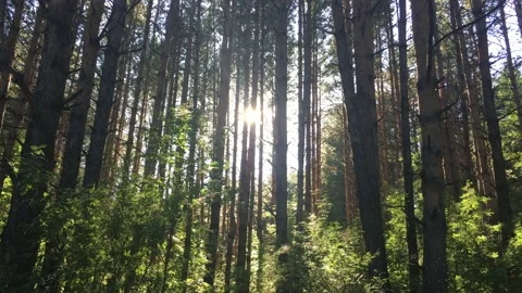 Sunlight between trees in the forest at sunset Stock Footage 135407205