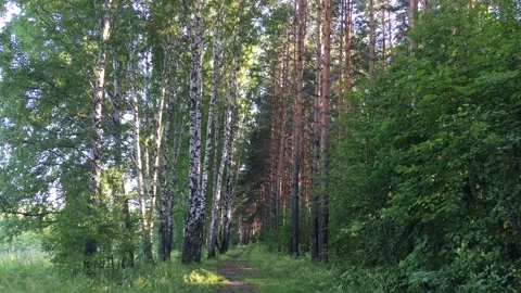 Sunlight between trees in the forest at sunset Stock Footage 135407239