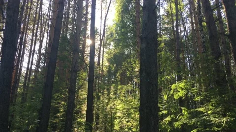 Sunlight between trees in the forest at sunset Stock Footage 135407280
