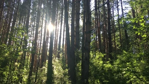 Sunlight between trees in the forest at sunset Stock Footage 135407292