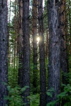 The sunlight between the trees in the forest. A walk in the woods in the even Stock Photos