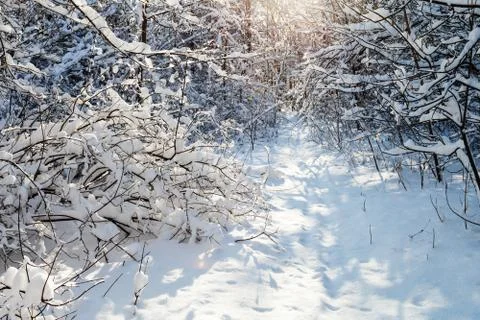 Sunlight between trees in forest in winter day Stock Photos