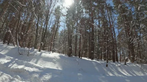 Sunlight between the trees. Movement on a steep road in a pine forest Stockbeeldmateriaal 158062548