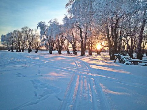 Sunlight between trees Stock Photos