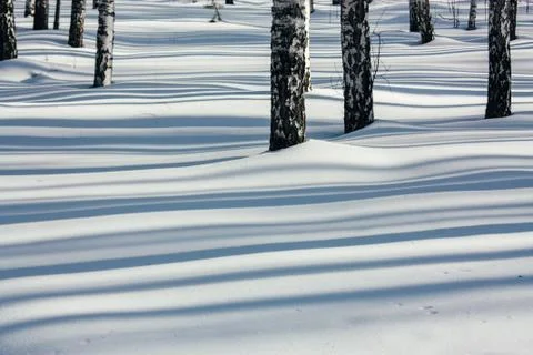 Sunlight Between the Trees in Winter Forest Stock Photos