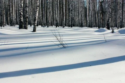 Sunlight Between the Trees in Winter Forest Stock Photos