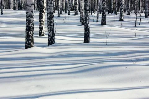 Sunlight Between the Trees in Winter Forest Stock Photos
