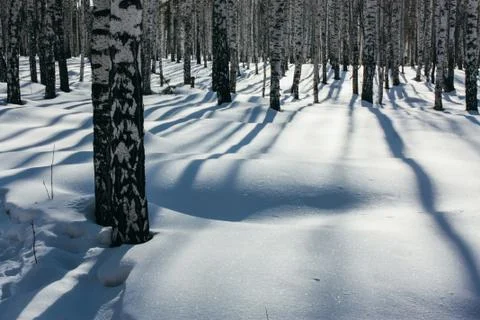 Sunlight Between the Trees in Winter Forest Stock Photos