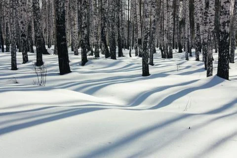 Sunlight Between the Trees in Winter Forest Stock Photos