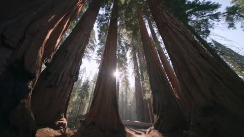 Sunlight Between The Trunks Stock Footage 342736939